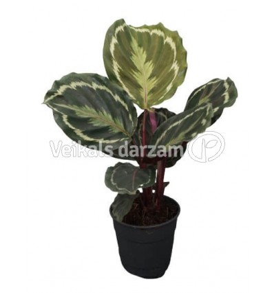 KALATEJA (CALATHEA) MEDALLION 12Ø35H