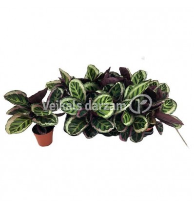 KALATEJA (CALATHEA ROSEA-PICTA) 12Ø35H