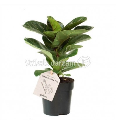 FIKUSS (FICUS LYRATA) 11Ø25H