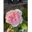 ROSE FLORIBUNDA WELLENSPIEL®