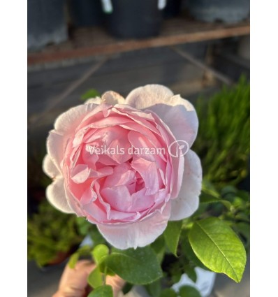 ROSE FLORIBUNDA WELLENSPIEL®