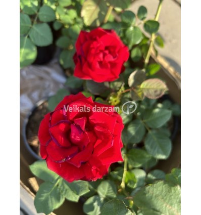 ROZE RED NAOMI