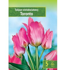 TULPES TORONTO