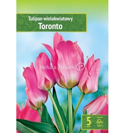 TULPES TORONTO