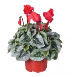 CIKLAMENA (CYCLAMEN) REM. RED 12Ø30H