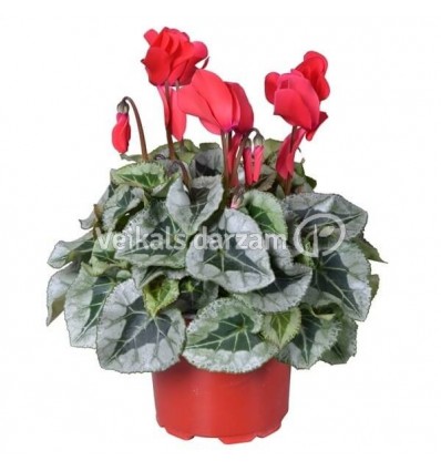 CIKLAMENA (CYCLAMEN) REM. RED 12Ø30H