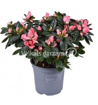 ACĀLIJA (RHODODENDRON) SIMSII MIX 12Ø25H