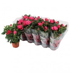 ROZE (ROSA) KORDANA DARK PINK 12Ø29H