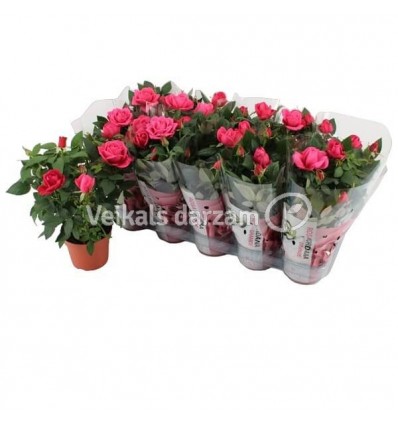 ROZE (ROSA) KORDANA DARK PINK 12Ø29H