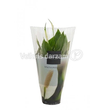 SPATIFĪLA (SPATHIPHYLLUM) BELINI 13Ø40H 18H