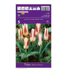 TULPES JOHANN STRAUSS