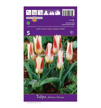 TULPES JOHANN STRAUSS