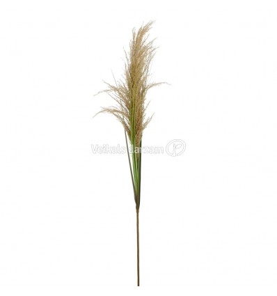 MĀKSLĪGS ZARS PAMPAS 1150760 120CM