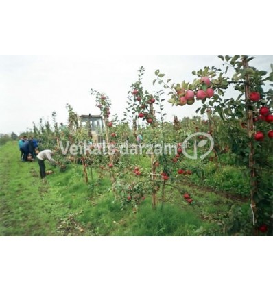 ĀBELE RUDENS BERŽININKU DELIKATES