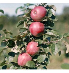 ĀBELE RUDENS BERŽININKU DELIKATES