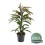 FIKUSS (FICUS) AMSTEL KING 17Ø70H