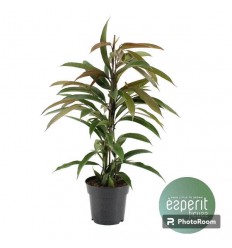 FIKUSS (FICUS) AMSTEL KING 17Ø70H