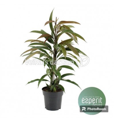 FIKUSS (FICUS) AMSTEL KING 17Ø70H