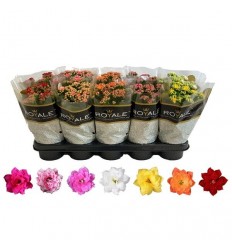 KALANHOJA (KALANCHOE) CALANDIVA 12Ø 25H