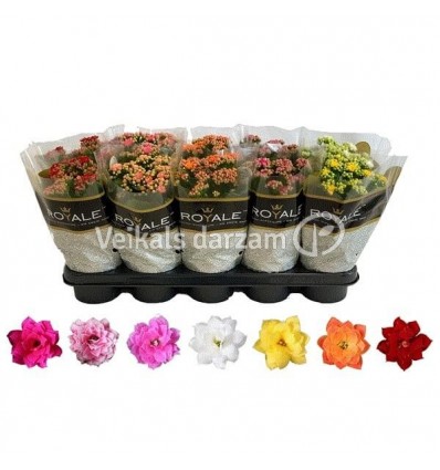 KALANHOJA (KALANCHOE) CALANDIVA 12Ø 25H