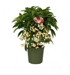 ARDĪSIJA (ARDISIA CRENATA) WHITE 14Ø40H