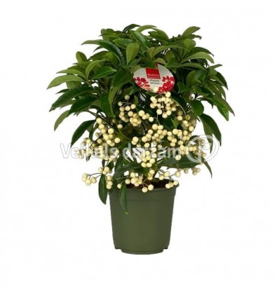 ARDĪSIJA (ARDISIA CRENATA) WHITE 14Ø40H