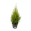 CIPRESE (CUPRESSUS MAC.) WILMA 12Ø45H