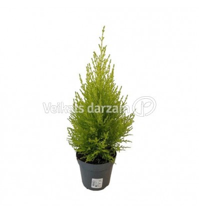 CIPRESE (CUPRESSUS MAC.) WILMA 12Ø45H