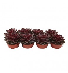 EŠEVĒRIJA (ECHEVERIA) MAGIC RED 12Ø20H