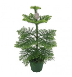 ARAUKĀRIJA (ARAUCARIA HETEROPHYLA) 17Ø60H