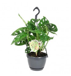 MONSTERA MONKEY LEAF 15Ø40H