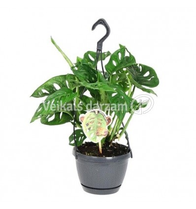 MONSTERA MONKEY LEAF 15Ø40H