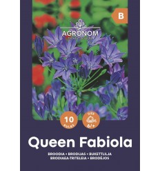 BRODIAEA QUEEN FABIOLA