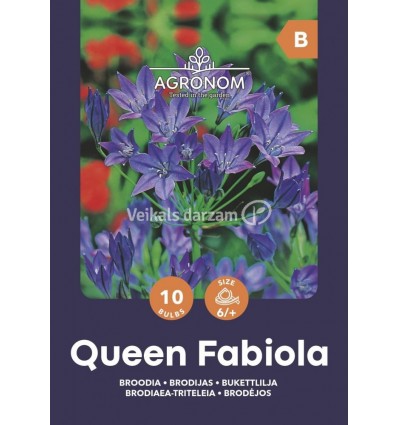 BRODIAEA QUEEN FABIOLA