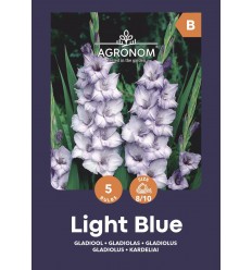 GLADIOLAS LIGHT BLUE