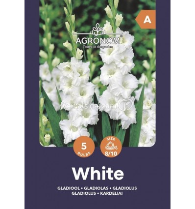 GLADIOLAS WHITE