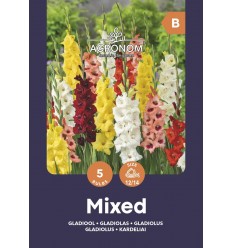 GLADIOLAS MIX