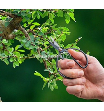 BONSAI ŠĶĒRES GT295