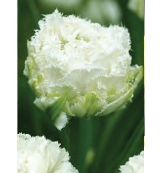 TULPES SNOW CRYSTAL