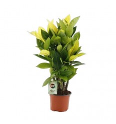 KODIJA (CODIAEUM) BRAZILLIE 12Ø45H