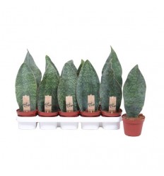 LĪDAKASTE (SANSEVIERIA) VICTORIA 12Ø35H