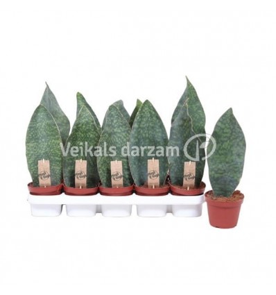 LĪDAKASTE (SANSEVIERIA) VICTORIA 12Ø35H