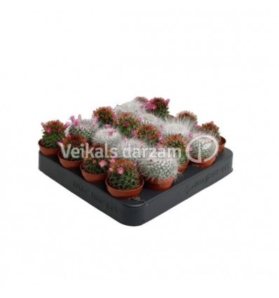 MAMMILĀRIJA (MAMMILARIA ERNESTII)5,5Ø10H