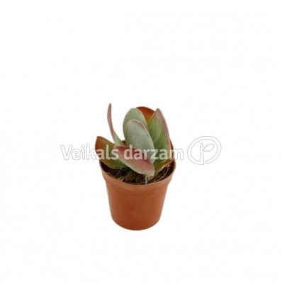 KALANHOJA (KALANCHOE THYRSIFLORA) 8,5Ø15H