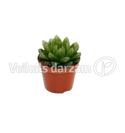 HAVORTIJA (HAWORTHIA) CYMBIFORMIS 11Ø15H