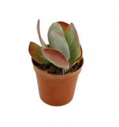 KALANHOJA (KALANCHOE THYRSIFLORA) 8,5Ø15H