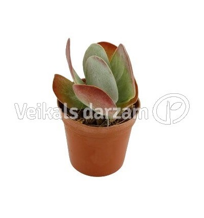 KALANHOJA (KALANCHOE THYRSIFLORA) 8,5Ø15H