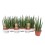 SANSEVJĒRA (SANSEVIERIA) CYL. TOUGH 10Ø25H