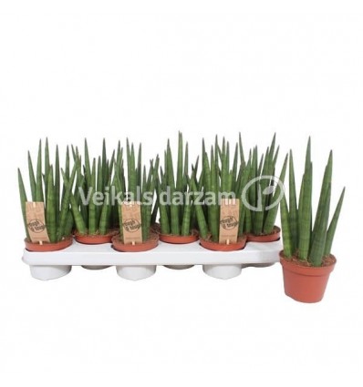 SANSEVJĒRA (SANSEVIERIA) CYL. TOUGH 10Ø25H