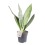 SANSEVJĒRA (SANSEVIERIA) MOONSHINE 11Ø30H